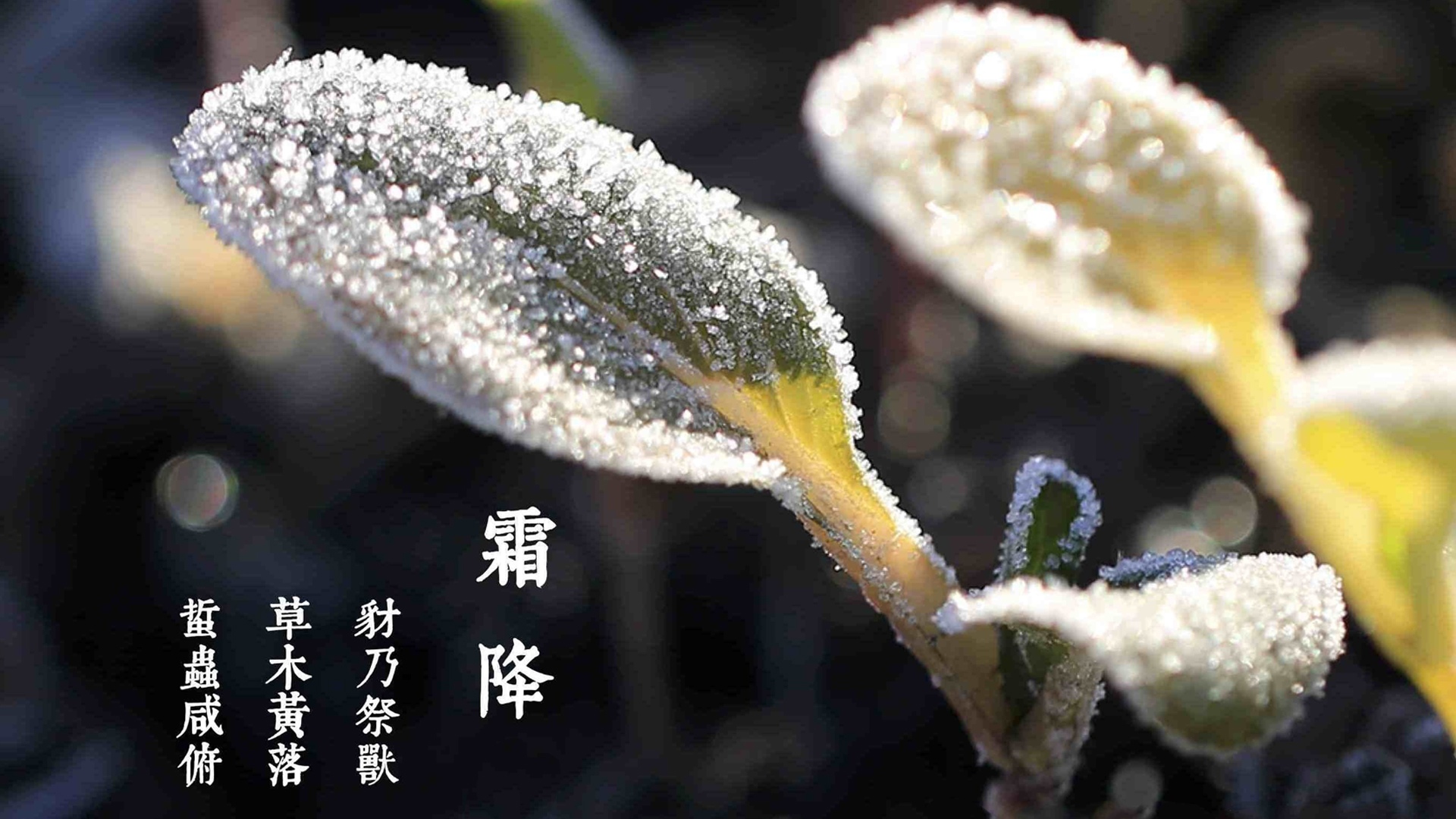 银河app手机版下载APP下载-银河app手机版下载2026最新版